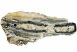 Mammoth Molar Slice with Case - South Carolina #238446-1